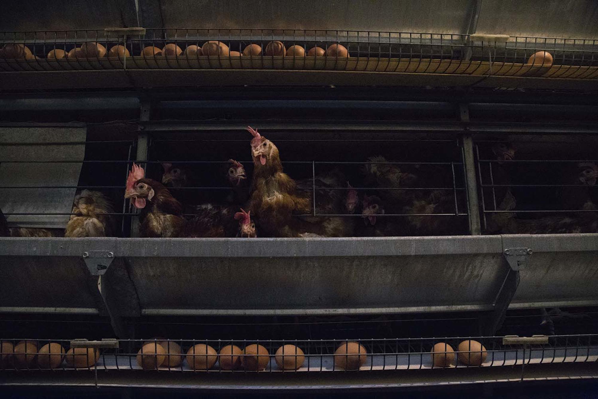 Gallinas ponedoras en centro de explotación